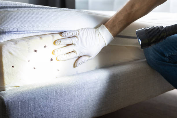 Best Bed Bug Extermination  in Tatum, TX