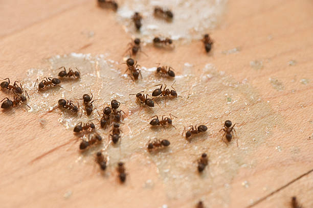 Best Pest Control for Restaurants  in Tatum, TX